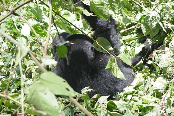 5-days Primates Habituation Experience Uganda - Packing List