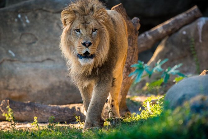 5-Days Refreshing Safari at Masai Mara, Lake Nakuru and Naivasha. - Pricing and Lowest Price Guarantee