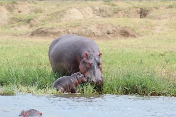 5 Days Uganda Wildlife Tour & Chimpanzee Habituation Experience - Meeting Point and Start Time
