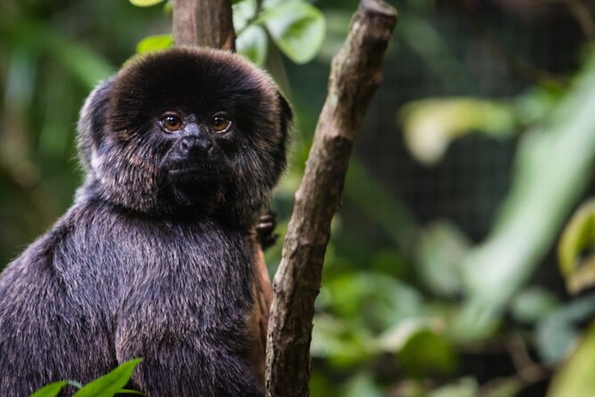 6-Day All Inclusive Private Guided Pacaya Samiria National Reserve From Iquitos - Booking Information and Requirements