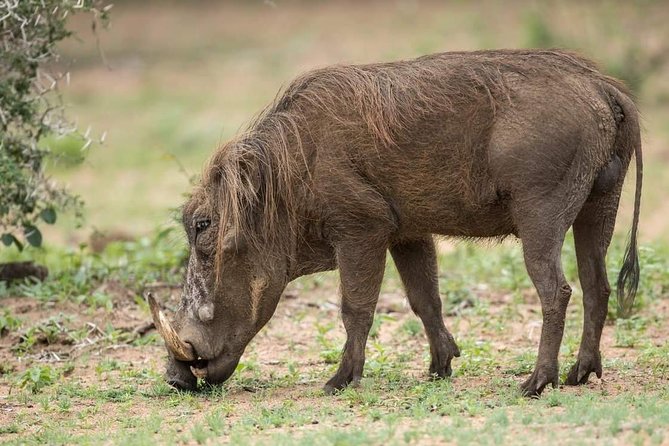 6 Days Budget Camping Tanzania Safari Highlights - Essential Packing List