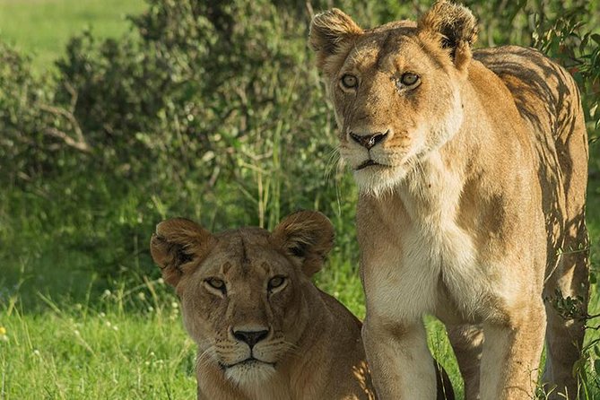 6 Days Budget Safari in Kenya - Safety Precautions