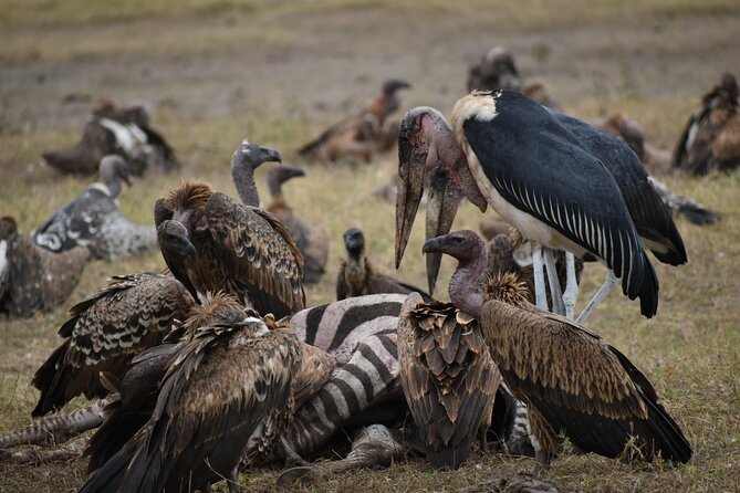 6 Days Kenya Luxury Safari 2024 - Transportation Information