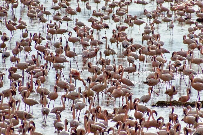 6 Days Kenya Masai Mara-Lake Nakuru & Amboseli Budget Safari - Cancellation and Refund Policy