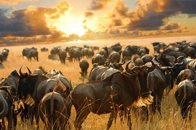 6 Days Maasai Mara-Amboseli Budget Safari (Daily Departure+24h Customer Service) - Pickup Logistics