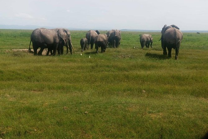 6 Days Maasai Mara – Lake Nakuru -Amboseli Group Safari
