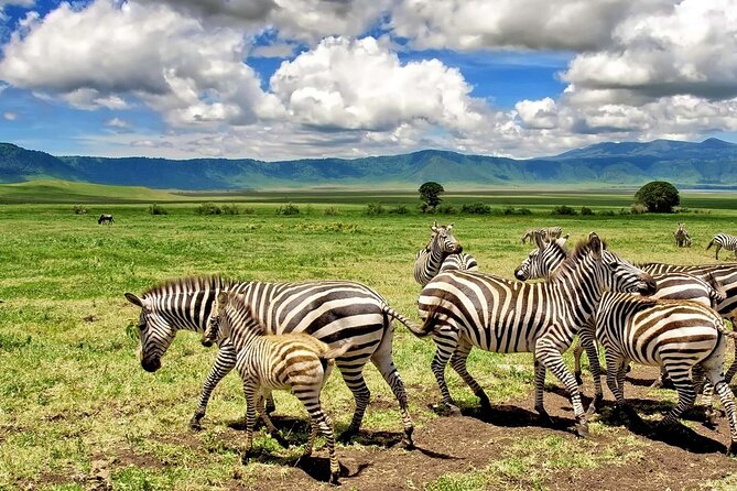 6 Days Masai Mara Serengeti and Ngorongoro on 4x4 Landcruiser - Booking Information