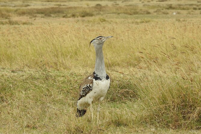 6 Days Private Safari With Mid-Range Lodges or Camps - Safari Activities Included