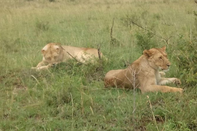 7 Days Adventurous Maasai Mara – Naivasha – Nakuru – Amboseli - Day 5: Amboseli National Park