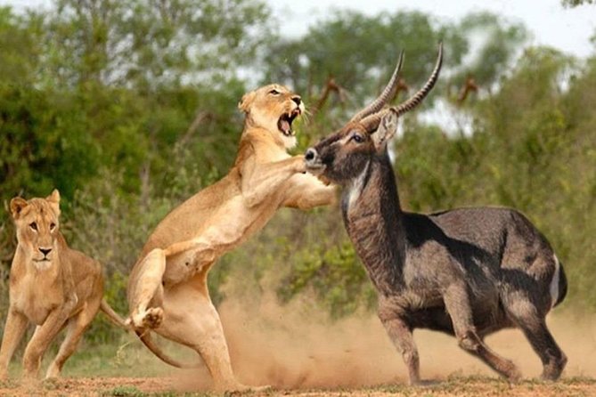 7 Days Kenya Cycling Wildlife Tour Adventure - Wildlife Encounters