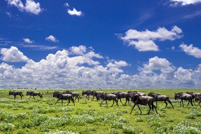 7 Days Lewa Conservancy & Maasai Mara Luxury Safari - Booking Information