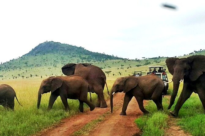 7 Days Masai Mara and Diani Beach Flying Luxury Safari - High End - Booking and Price Details