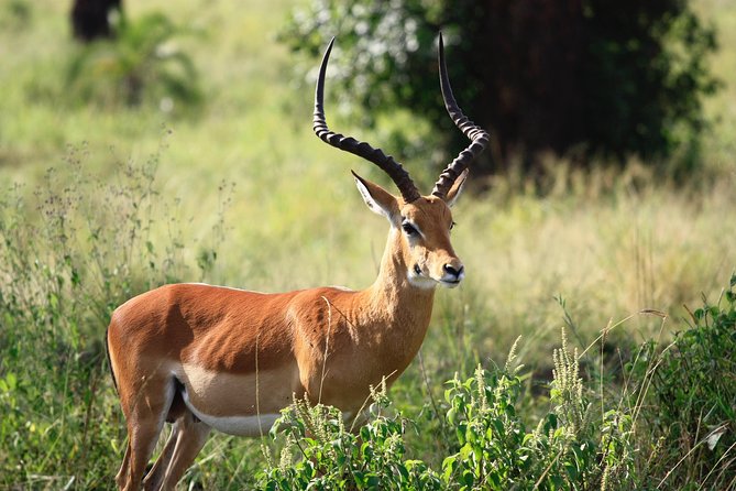 7 Days Naivasha, Nakuru, Masai Mara Mid-luxury Safari - Emergency Procedures