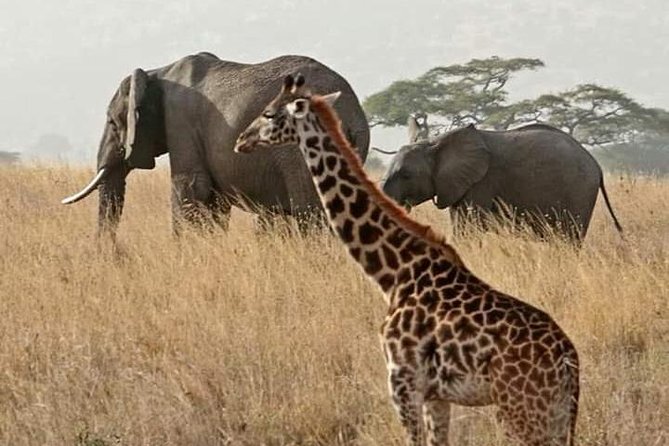 7 Days Safari and Beach Holiday Package From Mombasa - Cancellation Policy