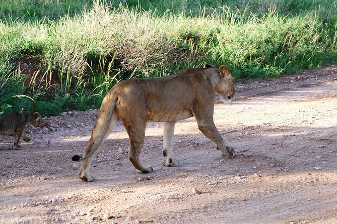 7 Days Safari Tour Starting From Mombasa - Day 6: Enjoying Mara River Crossing
