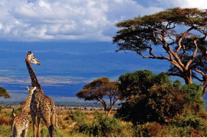 7 Days - Serengeti Wildebeest Migration Safari - Inclusions and Exclusions