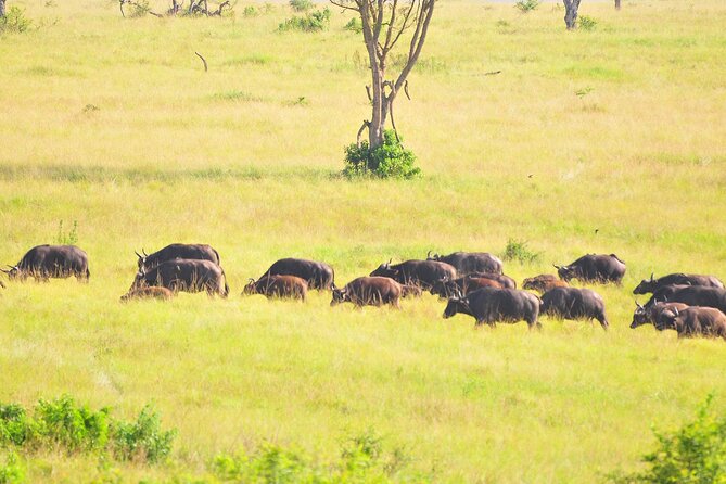 7 Days Uganda Primates and Wildlife Private Safari - Group Size and Pricing Information