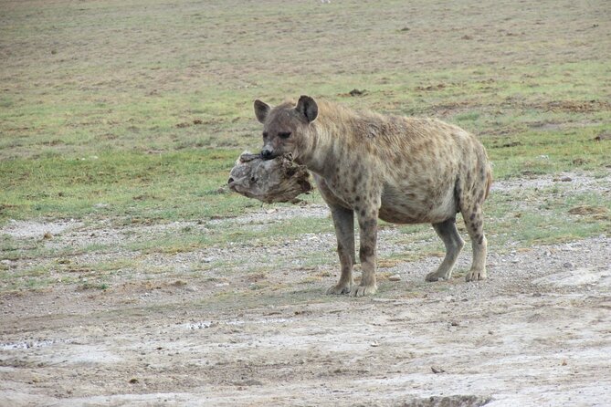 7 Days Vegans Private Safari Tour - Meal Inclusions