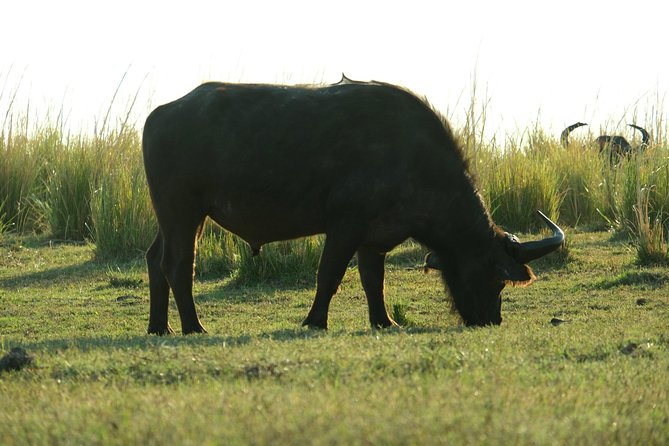 8 Day Private Botswana Camping Safari With Airport Pickup - Inclusions and Exclusions