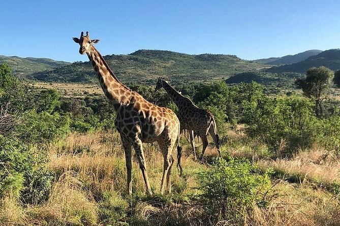 8-Day Private Safari in Kenya and Tanzania Tour - Pricing Information