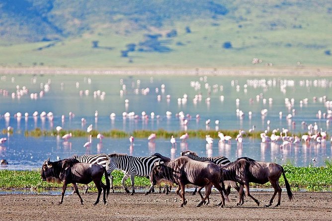 8 Days Budget Camping Tanzania - Professional Guide Services