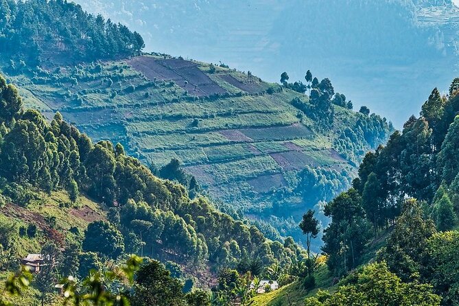 8 Days Gorilla and Wildlife Safari - Important Travel Tips