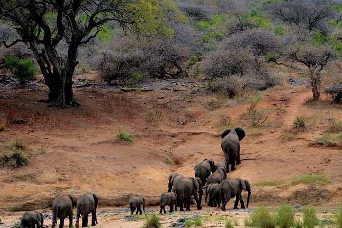 8 Days Masai Mara, Nakuru, Naivasha, Amboseli Budget Safari - Day 6: Amboseli Game Drives