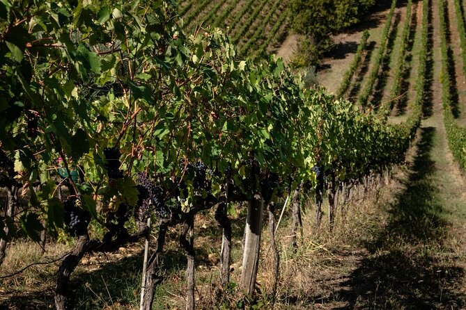 8 Days Private Sicily Nature Food Wine History Best of Etna - Etna Volcano Exploration