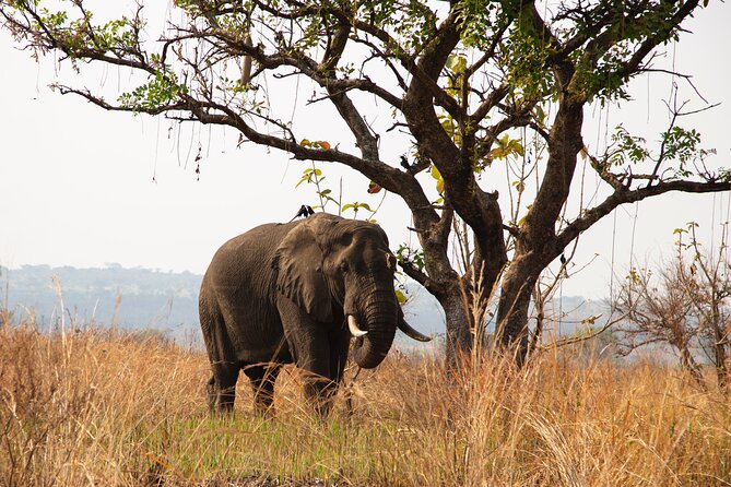 8 Days Private Wildlife Tour in Uganda - Additional Information