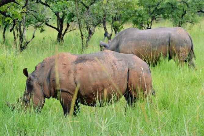 8 Days Source of Nile River Primates and Game Drive Safari - Day 7-8: Kibale Forest NP & Departure