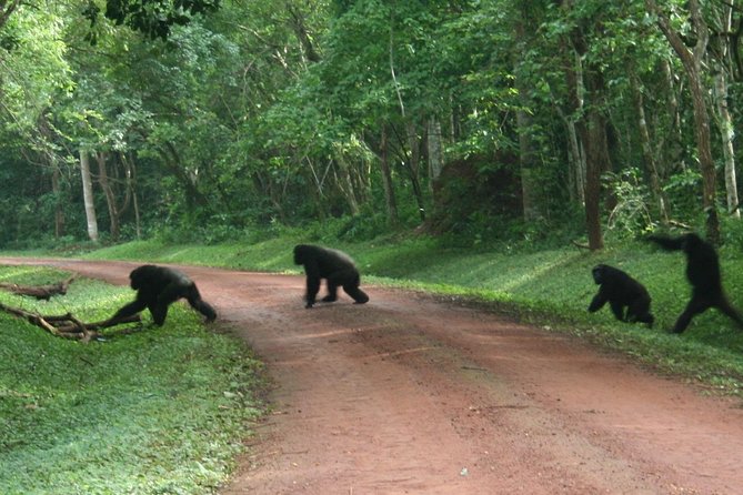 9-Day Uganda Primates - Lions & so Much More (Midrange) - Wildlife Encounters