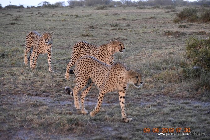 9-Days Safari Choroa Private Tour in Kenya - Pickup and Transportation
