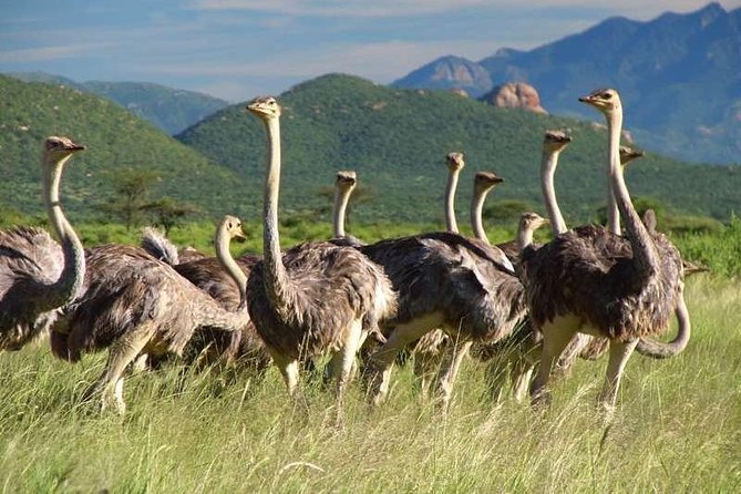 9 Days Samburu, Nakuru, Masai Mara, Amboseli Safari - Transportation Logistics