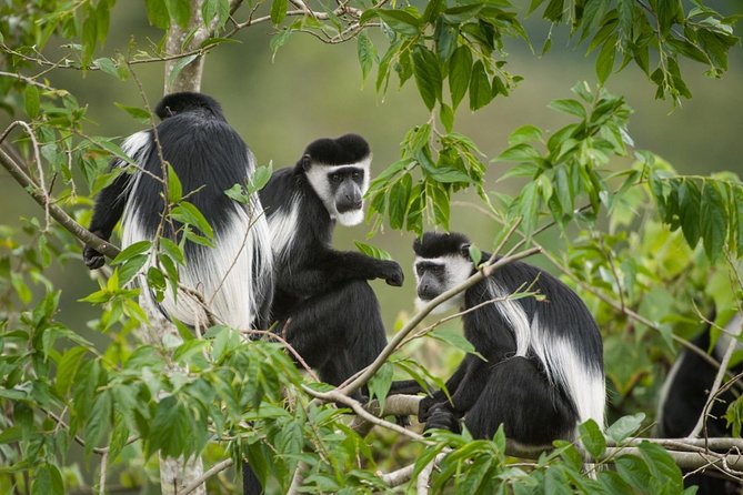 9-Nights Budget Safari: Mountain Gorillas, Primates & Wildlife - Booking Process