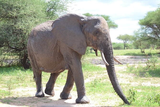 A Day Trip Safari To Lake Manyara National Park - Cultural Insights