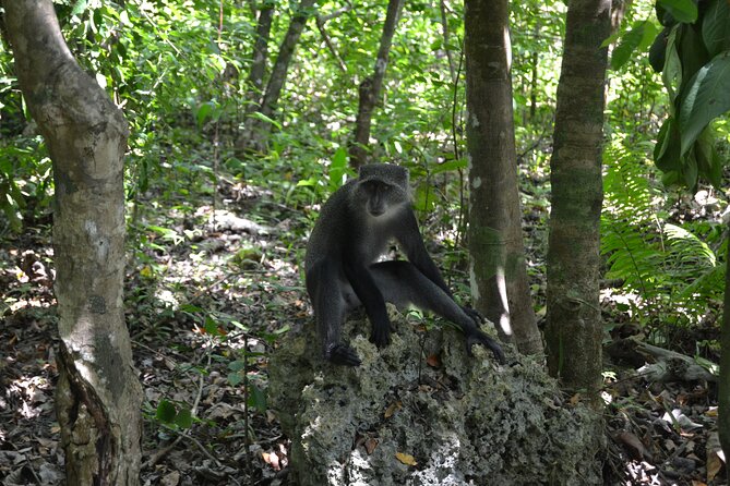 A Half Day Private Tour To Jozani Forest - Transportation and Fees