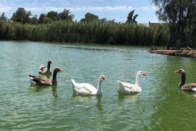 Africano Park Alexandria Safari From Cairo - Booking & Price Information