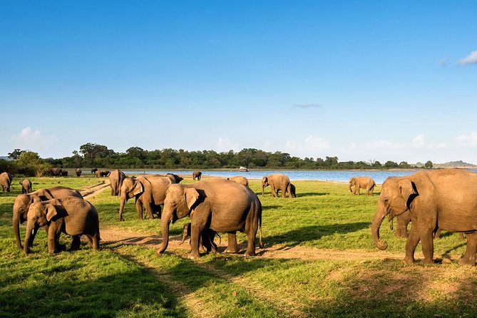 Afternoon Game Drive at Minneriya National Park - Price and Booking Details