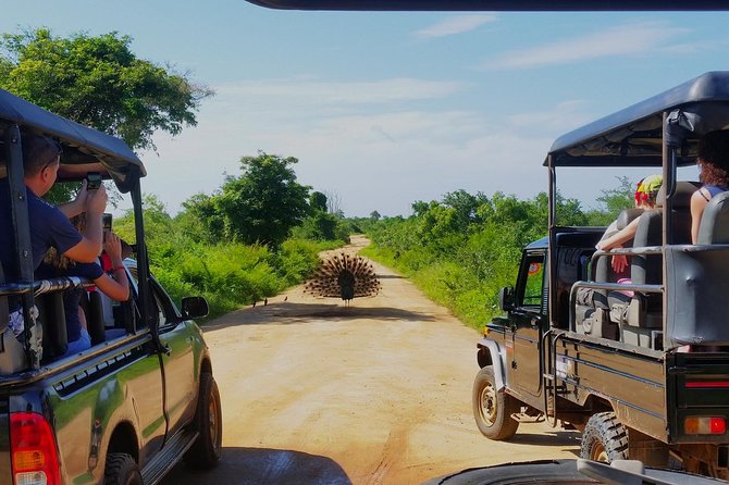 Afternoon Safari at Udawalawe National Park - The Sum Up