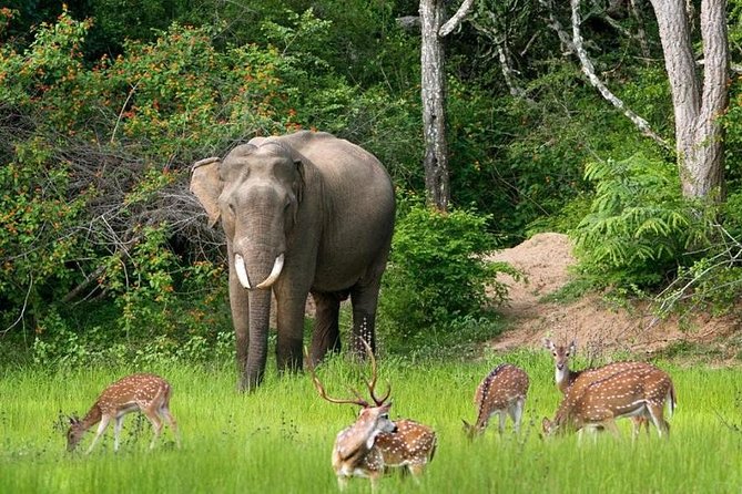 Afternoon Safari to Bundala National Park - Additional Directions