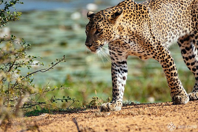 Afternoon Safari to Wilpattu National Park - What To Expect