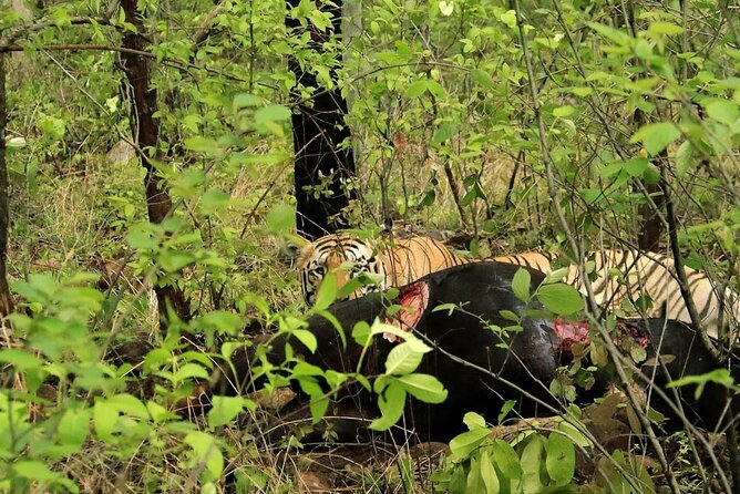 All Inclusive 5 Nights 6 Days Adventure in Central India for the Elusive Tiger
