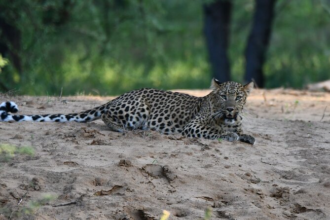 Amagarh Leopard Reserve of Jaipur - Price