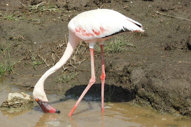 Amboseli National Park Private Day Safari - Price Details