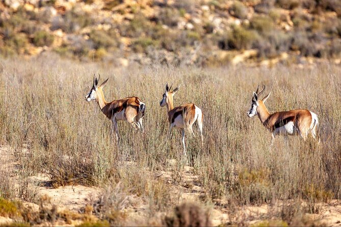 Aquila Safari Full Day Tour With Fairview Wine Tasting - Weather Considerations