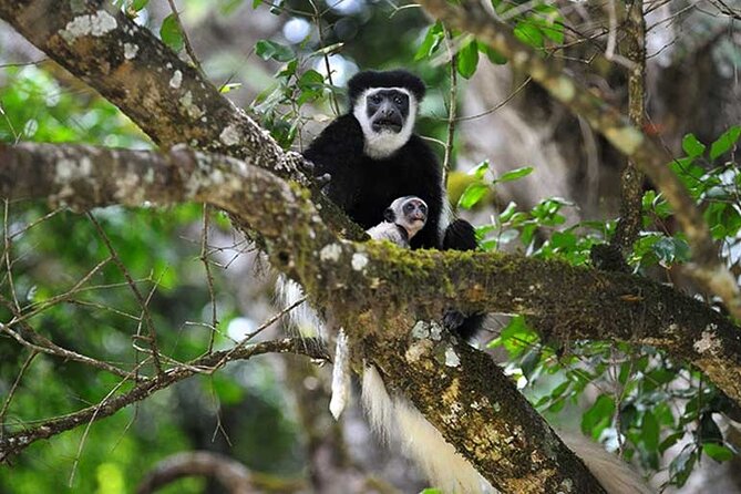 Arusha National Park (Best Suited for Family and Walking Safari) - What to Expect on the Tour
