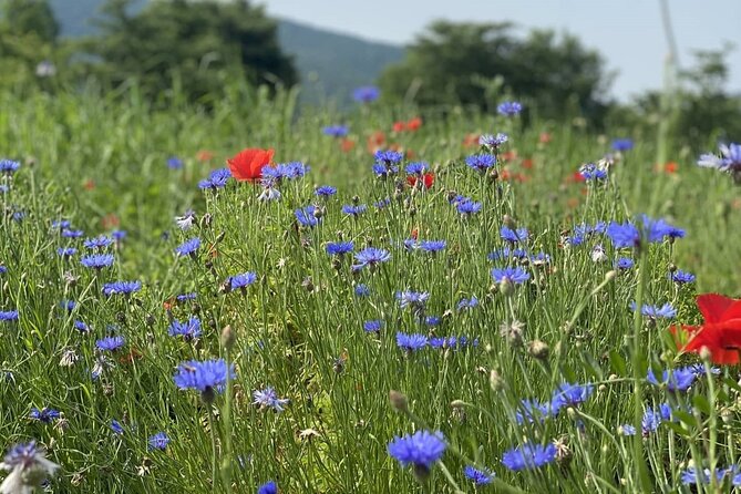 Autumn Trip for Birch Forest and Garden of Nature and Flower Fest - Important Reminders