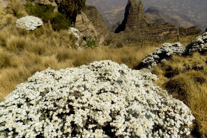 Bale Mountain National Park 5 Days Tour Package - Additional Tips for Travelers