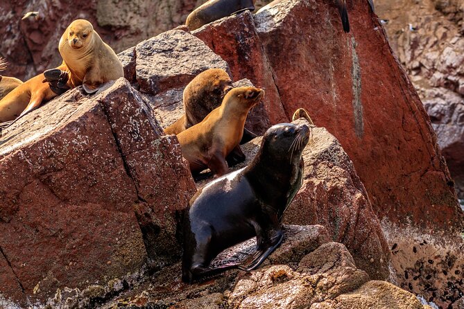 Ballestas Islands and Paracas Reserve From Puerto San Martín - Tour Restrictions