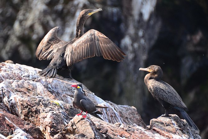Ballestas Islands Private Tour - Payment and Cancellation Policies